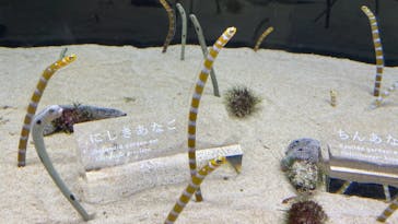 京都水族館に投稿された画像（2020/12/27）