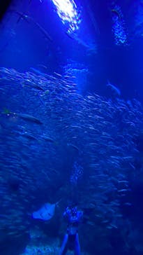 京都水族館に投稿された画像（2020/12/27）