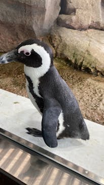 京都水族館に投稿された画像（2020/12/27）