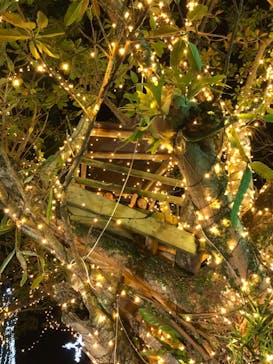 美らヤシパークオキナワ・東南植物楽園に投稿された画像（2020/12/27）