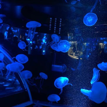 京都水族館に投稿された画像（2020/12/27）