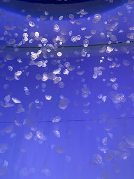 アクアワールド茨城県大洗水族館に投稿された画像（2020/12/27）