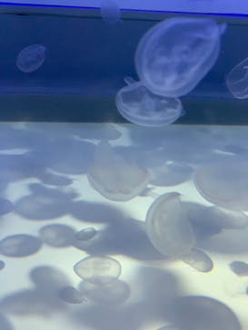 アクアワールド茨城県大洗水族館に投稿された画像（2020/12/27）