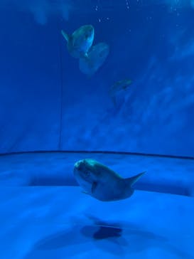 アクアワールド茨城県大洗水族館に投稿された画像（2020/12/27）