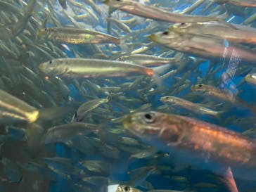 島根県立 しまね海洋館に投稿された画像（2020/12/27）