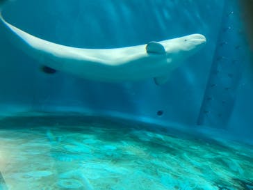 島根県立 しまね海洋館に投稿された画像（2020/12/27）