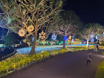 美らヤシパークオキナワ・東南植物楽園に投稿された画像（2020/12/27）