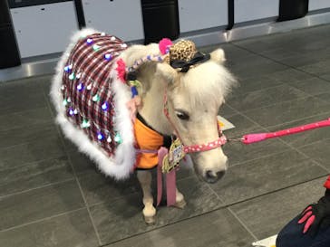 東京メガイルミに投稿された画像（2020/12/27）