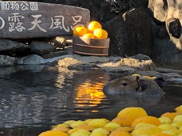 伊豆シャボテン動物公園に投稿された画像（2020/12/27）