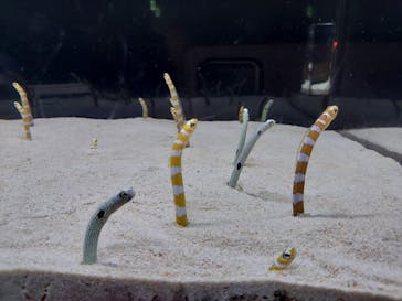 京都水族館に投稿された画像（2020/12/27）