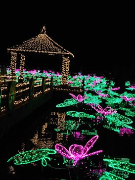 美らヤシパークオキナワ・東南植物楽園に投稿された画像（2020/12/27）