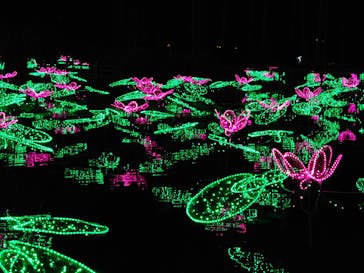 美らヤシパークオキナワ・東南植物楽園に投稿された画像（2020/12/27）