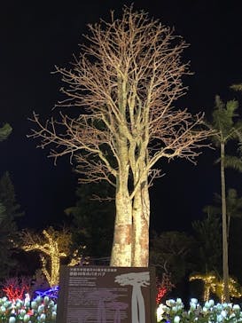 美らヤシパークオキナワ・東南植物楽園に投稿された画像（2020/12/27）