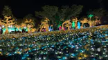 美らヤシパークオキナワ・東南植物楽園に投稿された画像（2020/12/28）