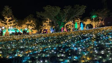 美らヤシパークオキナワ・東南植物楽園に投稿された画像（2020/12/27）