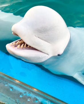 横浜・八景島シーパラダイスに投稿された画像（2020/12/27）