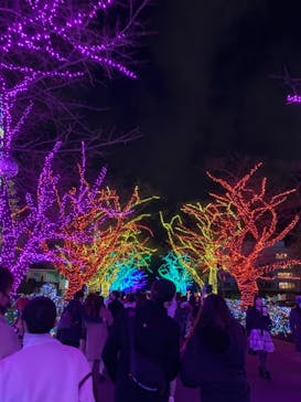 よみうりランド 遊園地に投稿された画像（2020/12/27）