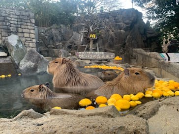 伊豆シャボテン動物公園に投稿された画像（2020/12/28）