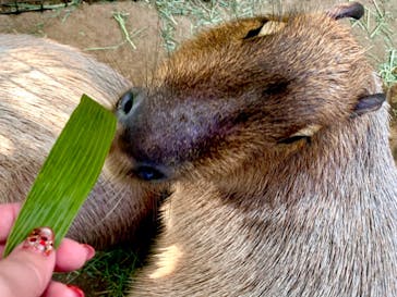 神戸どうぶつ王国に投稿された画像（2020/12/27）