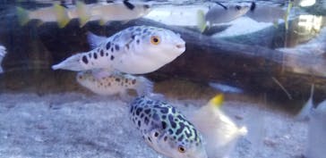 アクアワールド茨城県大洗水族館に投稿された画像（2020/12/28）