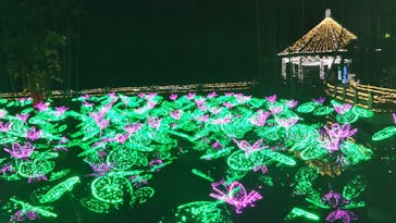 美らヤシパークオキナワ・東南植物楽園に投稿された画像（2020/12/28）