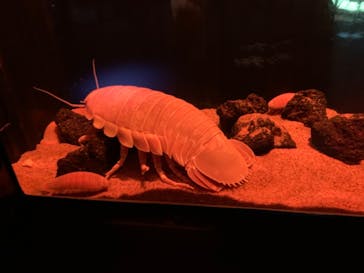 サンシャイン水族館に投稿された画像（2020/12/28）