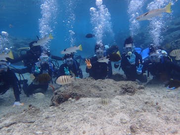 ダイビングショップ Sea Free（シーフリー）に投稿された画像（2020/12/28）