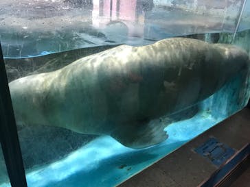 伊豆・三津シーパラダイスに投稿された画像（2020/12/28）