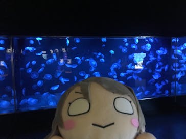 伊豆・三津シーパラダイスに投稿された画像（2020/12/28）