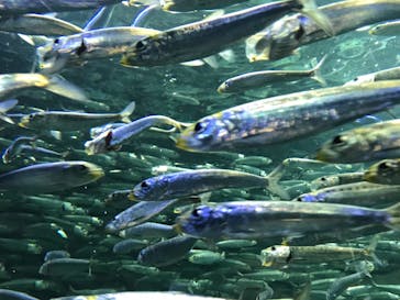 サンシャイン水族館に投稿された画像（2020/12/28）