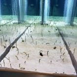 すみだ水族館に投稿された画像（2020/12/28）