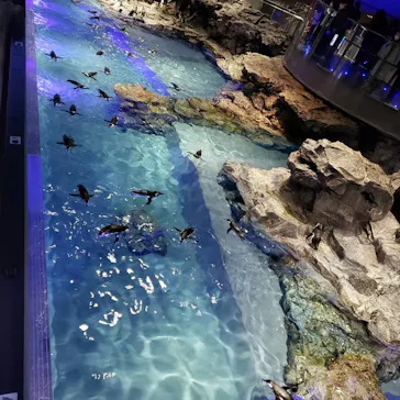 すみだ水族館に投稿された画像（2020/12/28）