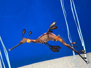 サンシャイン水族館に投稿された画像（2020/12/28）