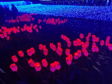 なばなの里に投稿された画像（2020/12/28）