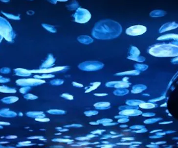 すみだ水族館に投稿された画像（2020/12/28）