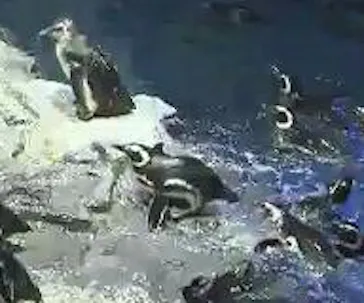 すみだ水族館に投稿された画像（2020/12/28）