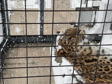 旭川市旭山動物園に投稿された画像（2020/12/28）