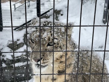旭川市旭山動物園に投稿された画像（2020/12/28）