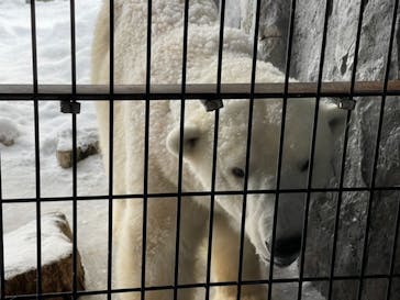 旭川市旭山動物園に投稿された画像（2020/12/28）