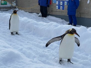 旭川市旭山動物園に投稿された画像（2020/12/28）