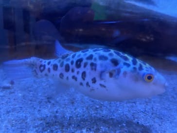 アクアワールド茨城県大洗水族館に投稿された画像（2020/12/28）