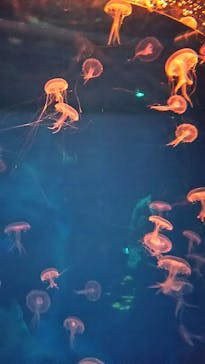 アクアワールド茨城県大洗水族館に投稿された画像（2020/12/28）