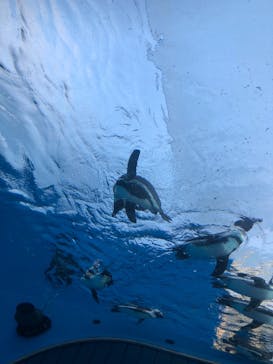 サンシャイン水族館に投稿された画像（2020/12/28）