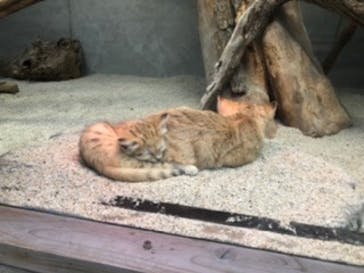 神戸どうぶつ王国に投稿された画像（2020/12/28）