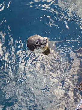 うみたま体験パーク 「つくみイルカ島」に投稿された画像（2020/12/28）