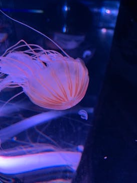 マクセル アクアパーク品川に投稿された画像（2020/12/28）