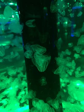 マクセル アクアパーク品川に投稿された画像（2020/12/28）