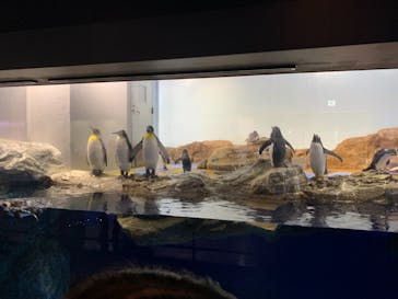 マクセル アクアパーク品川に投稿された画像（2020/12/28）