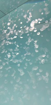 アクアワールド茨城県大洗水族館に投稿された画像（2020/12/28）