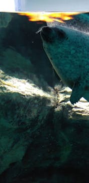 アクアワールド茨城県大洗水族館に投稿された画像（2020/12/28）